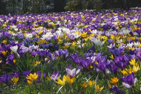 25 x Krokus Vernus Mix - biologische bloembol 25 x Krokus Vernus Mix - biologische bloembol