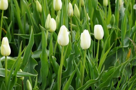 10 x Tulipa Catharina - biologische bloembol 10 x Tulipa Catharina - biologische bloembol