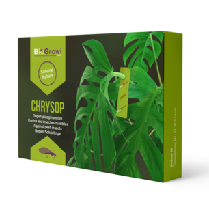 Chrysop - tegen spint, trips, bladluis en wolluis Chrysop - tegen spint, trips, bladluis en wolluis