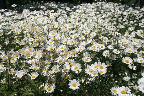 Leucanthemum vulgare 'Maikönigin' - weidemargriet, gewone margriet Leucanthemum vulgare 'Maikönigin' - weidemargriet, gewone margriet