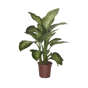 Dieffenbachia seguine 'Tropic Snow' Dieffenbachia seguine 'Tropic Snow'