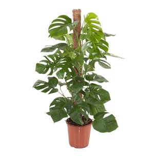 Monstera mosstok 120cm Monstera mosstok 120cm