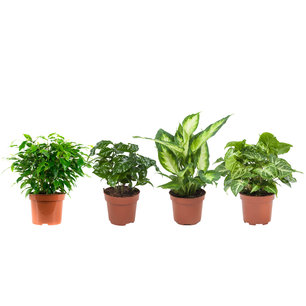 Combibox kamerplanten Combibox kamerplanten