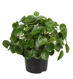 Pannenkoekenplant XL Pannenkoekenplant XL