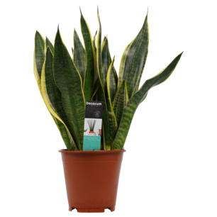 Decorum Sansevieria Superba Decorum Sansevieria Superba