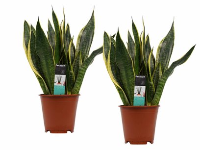 Decorum Duo Sansevieria Superba Decorum Duo Sansevieria Superba