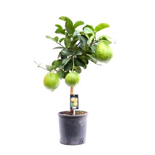 Citrus Maxima op stam Citrus Maxima op stam
