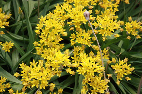10 x Allium moly Jeannine - biologische bloembol 10 x Allium moly Jeannine - biologische bloembol