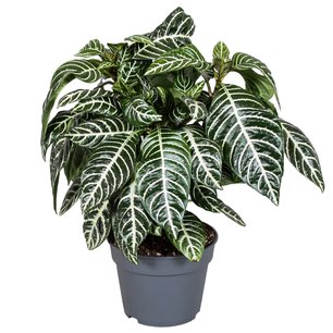 Decorum Botanica Aphelandra Green Decorum Botanica Aphelandra Green