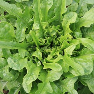 Pluksla 'Catalogna' – Lactuca sativa - Bio groentezaden Pluksla 'Catalogna' – Lactuca sativa - Bio groentezaden