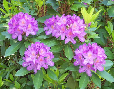 Rhododendron Ponticum - wilde Rhododendron 40/+ cm Rhododendron Ponticum - wilde Rhododendron 40/+ cm