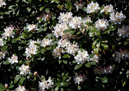 Rhododendron 'Cunningham's White' 40/+ cm Rhododendron 'Cunningham's White' 40/+ cm