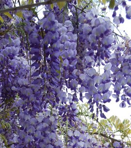Wisteria sinensis 'Prolific' - Chinese blauwe regen 40/60 Wisteria sinensis 'Prolific' - Chinese blauwe regen 40/60