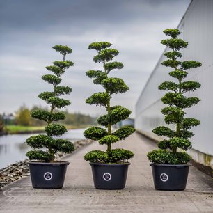 Ilex crenata Dark green® Bonsai 150 cm XL - Exclusief! Ilex crenata Dark green® Bonsai 150 cm XL - Exclusief!