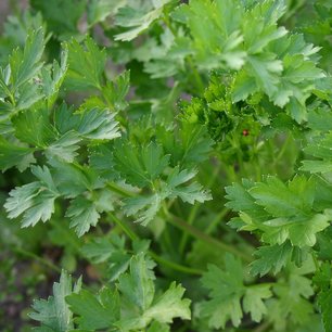 Peterselie 'Gewone Snij 3' – Petroselinum crispum - Bio tuinkruidenzaden Peterselie 'Gewone Snij 3' – Petroselinum crispum - Bio tuinkruidenzaden
