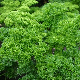 Peterselie 'Moskrul 2' – Petroselinum crispum - Bio tuinkruidenzaden Peterselie 'Moskrul 2' – Petroselinum crispum - Bio tuinkruidenzaden