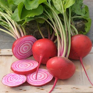 Rode biet 'Chioggia' – Beta vulgaris - Bio groentezaden Rode biet 'Chioggia' – Beta vulgaris - Bio groentezaden