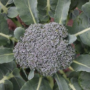 Broccoli 'Groene Calabrese' – Brassica oleracea - Bio groentezaden Broccoli 'Groene Calabrese' – Brassica oleracea - Bio groentezaden