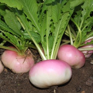 Meiraap 'Milanese Witte Roodkop' – Brassica rapa - Bio groentezaden Meiraap 'Milanese Witte Roodkop' – Brassica rapa - Bio groentezaden