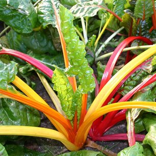 Snijbiet 'Fireworks' ('Five Colours') – Beta vulgaris - Bio groentezaden Snijbiet 'Fireworks' ('Five Colours') – Beta vulgaris - Bio groentezaden