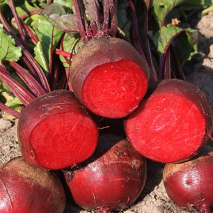 Rode biet 'Kogel 2' – Beta vulgaris - Bio groentezaden Rode biet 'Kogel 2' – Beta vulgaris - Bio groentezaden