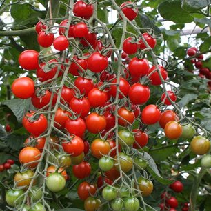 Cherrytomaat 'Bartelly F1' – Solanum lycopersicum - Bio groentezaden Cherrytomaat 'Bartelly F1' – Solanum lycopersicum - Bio groentezaden
