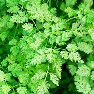Kervel 'Fijne Krul' – Anthriscus cerefolium - Bio tuinkruidenzaden Kervel 'Fijne Krul' – Anthriscus cerefolium - Bio tuinkruidenzaden