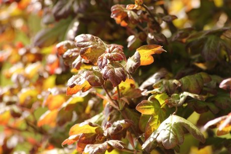 Acer Campestre 'Red Shine' solitair - meerstammig 200-250 cm Acer Campestre 'Red Shine' solitair - meerstammig 200-250 cm