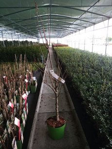 Prunus av. 'Stella' - Zoete kers - Bio fruitboom Laagstam Prunus av. 'Stella' - Zoete kers - Bio fruitboom Laagstam