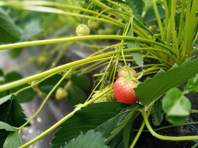 Fragaria Ananassa 'Elan' - Aardbei - Bio fruitplant (pot 9 x 9 cm) Fragaria Ananassa 'Elan' - Aardbei - Bio fruitplant (pot 9 x 9 cm)
