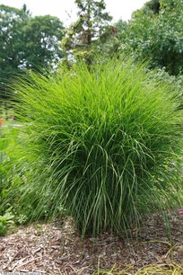 Miscanthus sinensis 'Gracillimus' - Prachtriet, reuzenriet C2 Miscanthus sinensis 'Gracillimus' - Prachtriet, reuzenriet C2