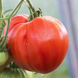 Vleestomaat 'Coeur de Boeuf' – Solanum lycopersicum - Bio groentezaden Vleestomaat 'Coeur de Boeuf' – Solanum lycopersicum - Bio groentezaden