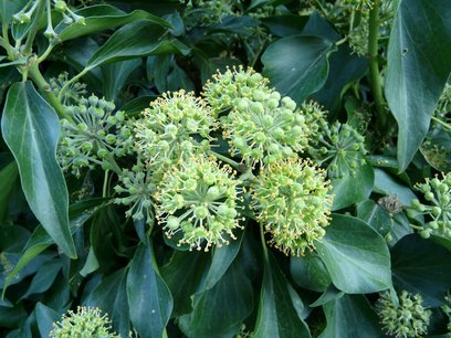 Hedera helix arborescens - struikklimop - 20/40 cm Hedera helix arborescens - struikklimop - 20/40 cm