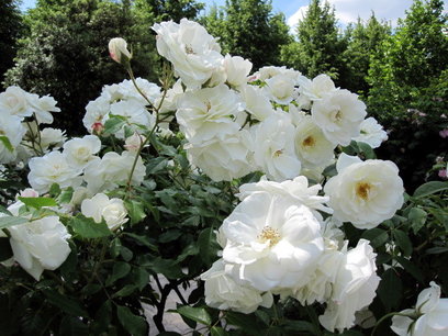 Rosa 'Schneewittchen' - kordes/struikrozen Rosa 'Schneewittchen' - kordes/struikrozen