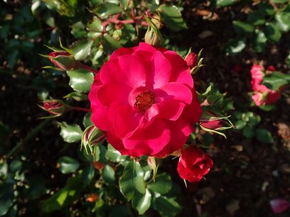 Rosa 'Rotilia' - bodembedekkende roos Rosa 'Rotilia' - bodembedekkende roos