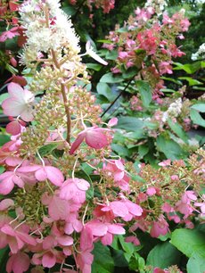 Hydrangea paniculata 'Pinky Winky' 30-50 cm - pluimhortensia Hydrangea paniculata 'Pinky Winky' 30-50 cm - pluimhortensia