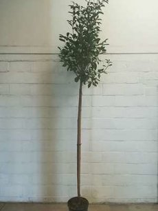 Photinia fraseri red robin hoogstam 8/10 Photinia fraseri red robin hoogstam 8/10