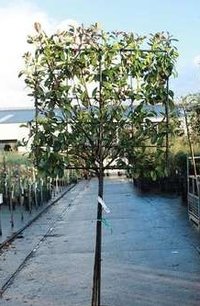 Photinia fraseri red robin hoogstam 10/12 - voorgeleid Photinia fraseri red robin hoogstam 10/12 - voorgeleid
