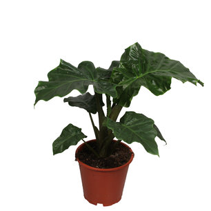 Decorum Alocasia Low Rider Decorum Alocasia Low Rider