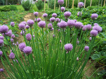 Bieslook - Allium Schoenoprasum - Bio vaste plant/kruidenplant Bieslook - Allium Schoenoprasum - Bio vaste plant/kruidenplant
