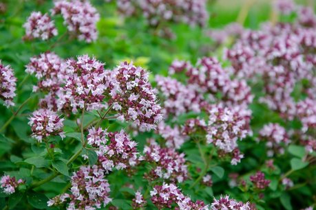 Wilde marjolein/oregano - Origanum vulgare - Bio vaste plant/kruidenplant Wilde marjolein/oregano - Origanum vulgare - Bio vaste plant/kruidenplant