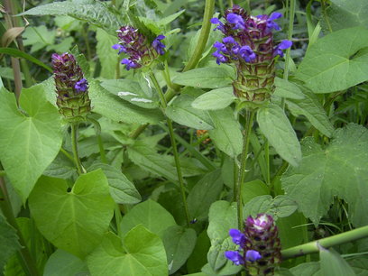Gewone brunel/ bijenkorfje - Prunella vulgaris - Bio vaste plant Gewone brunel/ bijenkorfje - Prunella vulgaris - Bio vaste plant