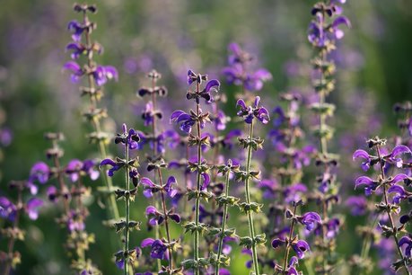 Veldsalie - Salvia pratensis - Bio vaste plant Veldsalie - Salvia pratensis - Bio vaste plant