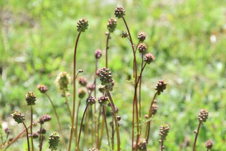 Kleine pimpernel - Sanguisorba minor - Bio vaste plant Kleine pimpernel - Sanguisorba minor - Bio vaste plant