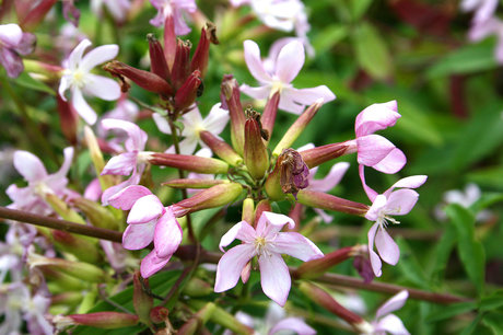 Zeepkruid - Saponaria officinalis - Bio vaste plant Zeepkruid - Saponaria officinalis - Bio vaste plant