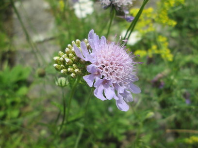 Duifkruid - Scabiosa columbaria - Bio vaste plant Duifkruid - Scabiosa columbaria - Bio vaste plant