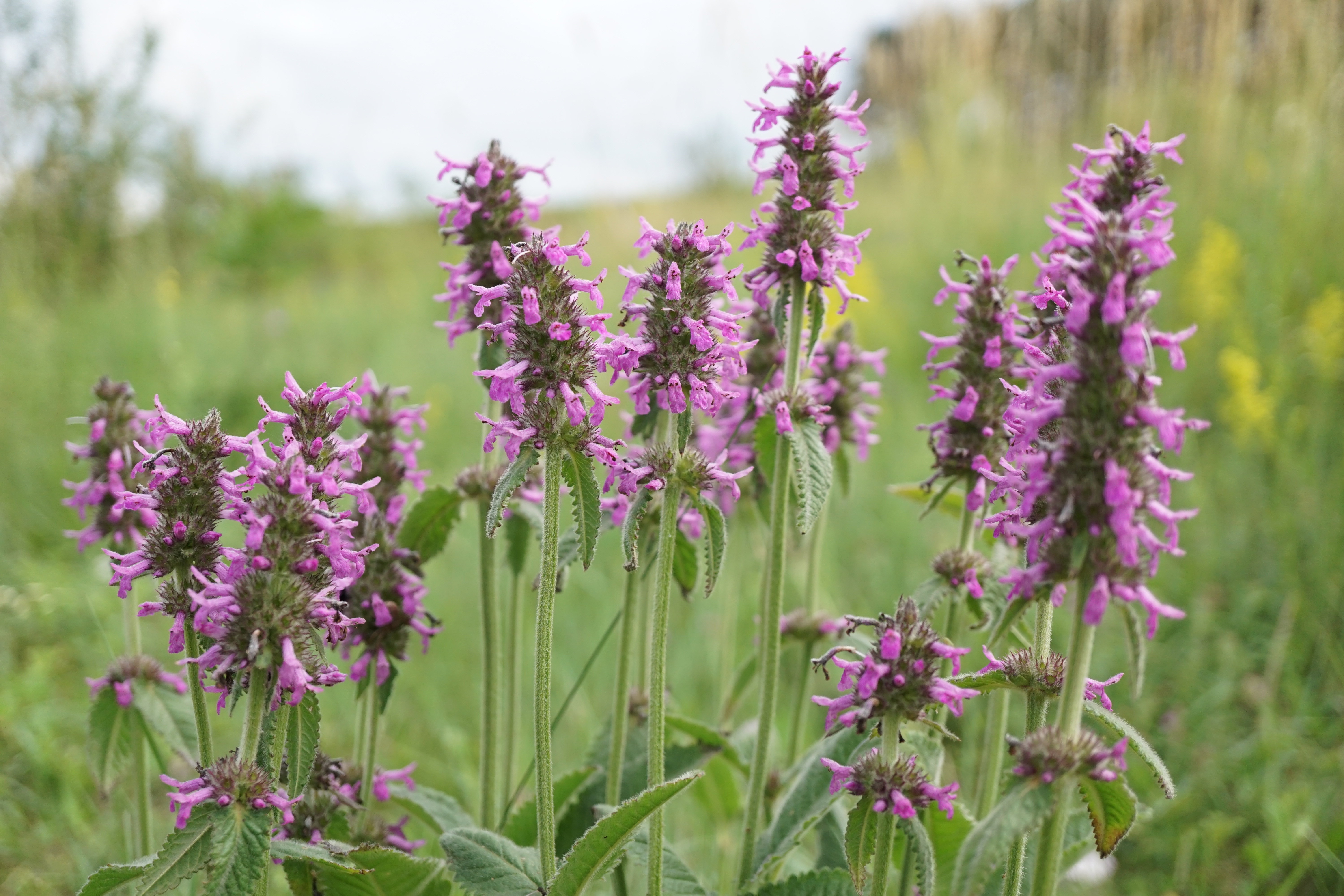 Betonie - Stachys officinalis - Bio vaste plant Betonie - Stachys officinalis - Bio vaste plant
