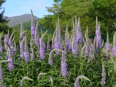 Lange ereprijs - Veronica longifolia - Bio vaste plant Lange ereprijs - Veronica longifolia - Bio vaste plant