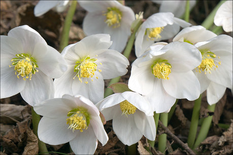 Helleborus niger - kerstroos - Biologisch Helleborus niger - kerstroos - Biologisch