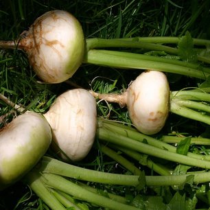 Meiraap 'Platte witte mei' – Brassica rapa - Bio groentezaden Meiraap 'Platte witte mei' – Brassica rapa - Bio groentezaden